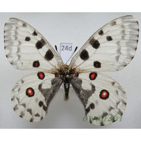 Parnassius nomion minshani Benedek, Babics & Saldaitis, 2013 male China24d